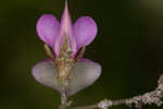 Eastern milkpea